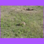 Prairie Dog 3.jpg